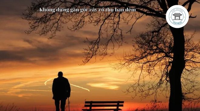 Không đứng gần gốc cây cổ thụ ban đêm tháng cô hồn